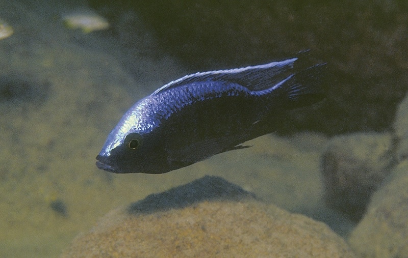 Copadichromis trewavasae 'Likoma Island'